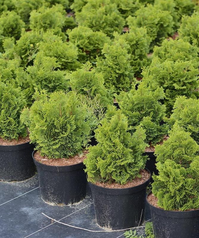 Кипарисовик тупой Нана Грацилис (Chamaecyparis obtusa 'Nana Gracilis')