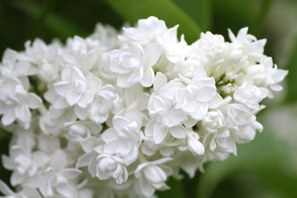 Сирень обыкновенная Мадам Казимир Перье (Syringa vulgaris 'Madame Casimir Périer')
