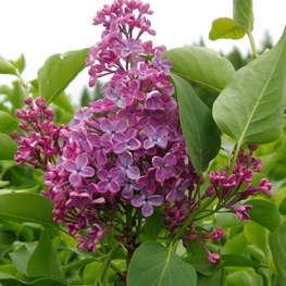 Сирень обыкновенная Мечта (Syringa vulgaris 'Mechta')