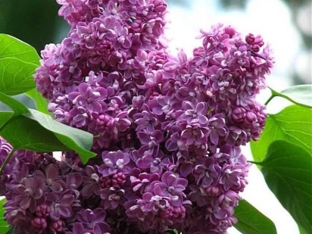 Сирень обыкновенная Павлинка (Syringa vulgaris 'Pavlinka')