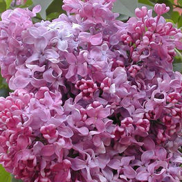 Сирень обыкновенная Пинк Мист (Syringa vulgaris 'Pink Mist')