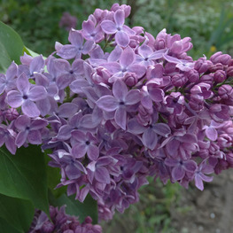 Сирень обыкновенная Школьница (Syringa vulgaris 'Shkolnitsa')