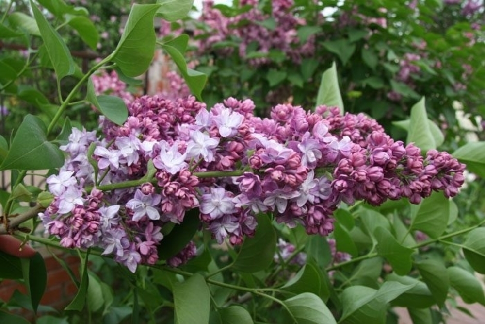 Сирень обыкновенная Хантенгри (Syringa vulgaris 'Khantengri')