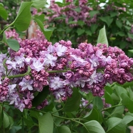 Сирень обыкновенная Хантенгри (Syringa vulgaris 'Khantengri')