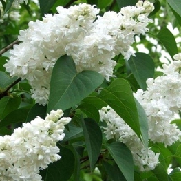 Сирень обыкновенная Снежный ком (Syringa vulgaris 'Snezhnyy Kom')