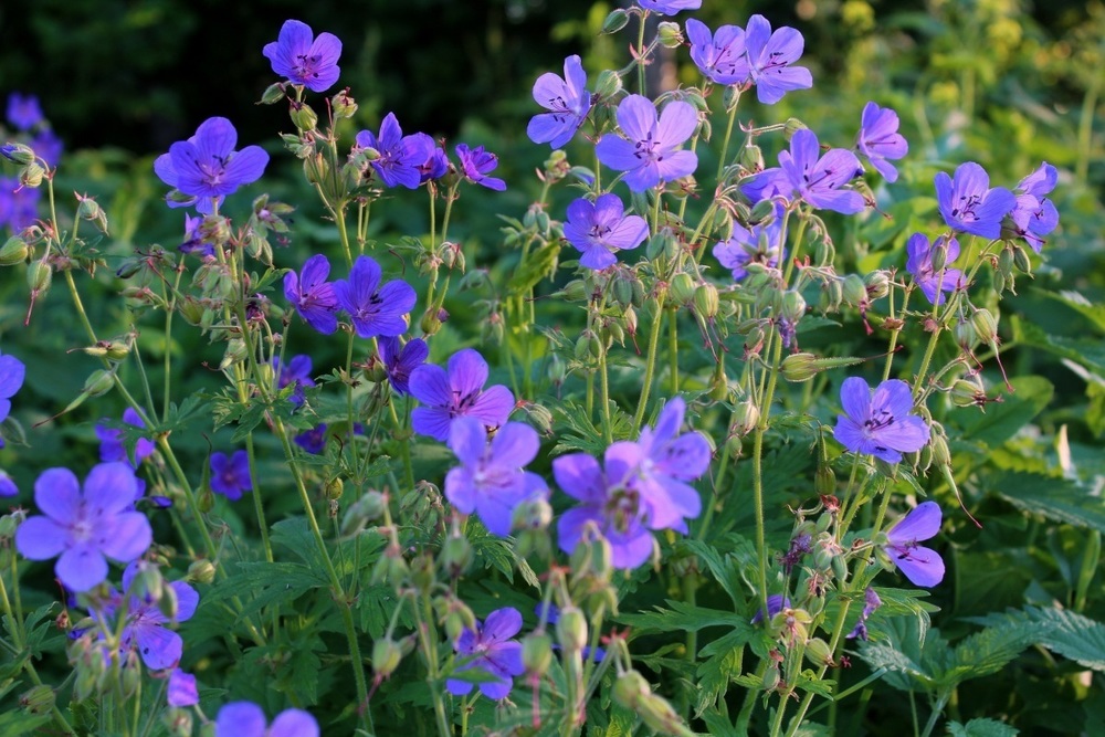 Герань луговая (Geranium pratense)