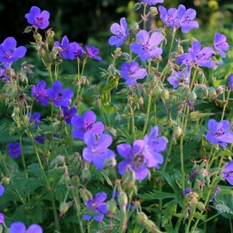 Герань луговая (Geranium pratense)