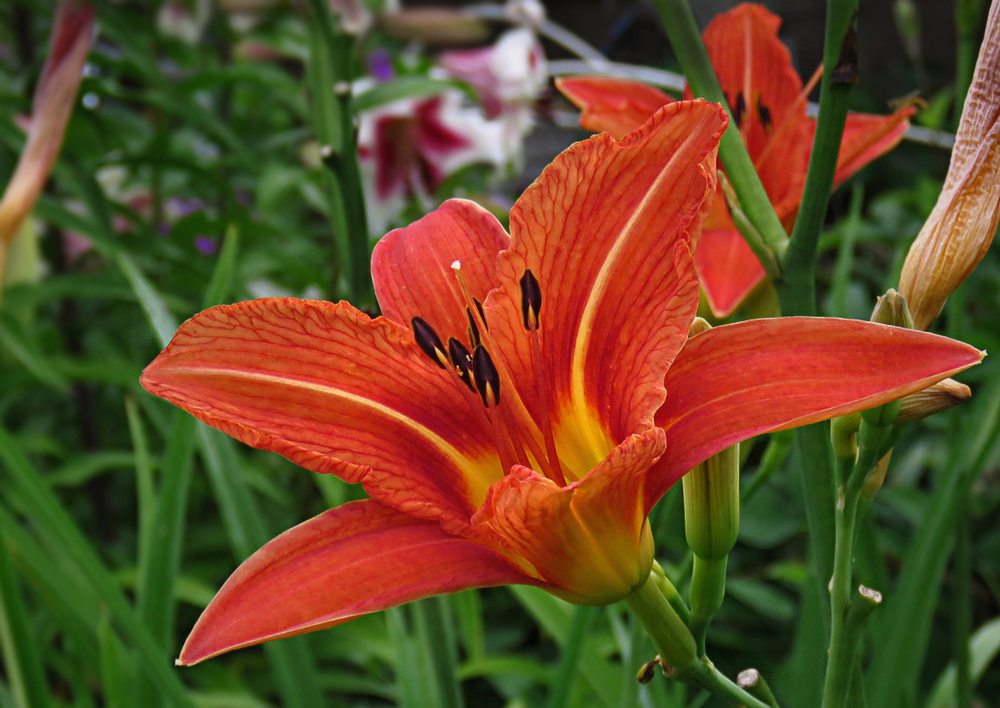 Лилейник гибридный Куин оф Мей (Hemerocallis 'Queen of May')