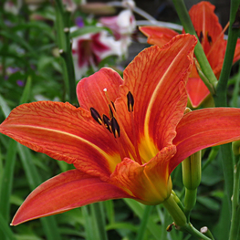 Лилейник гибридный Куин оф Мей (Hemerocallis 'Queen of May')