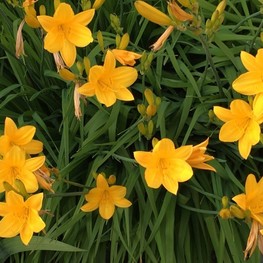 Лилейник Миддендорфа (Hemerocallis middendorffii)