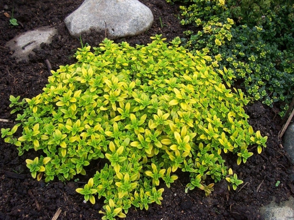 Тимьян лимоннопахнущий (Thymus × citriodorus)