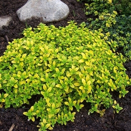 Тимьян лимоннопахнущий (Thymus × citriodorus)