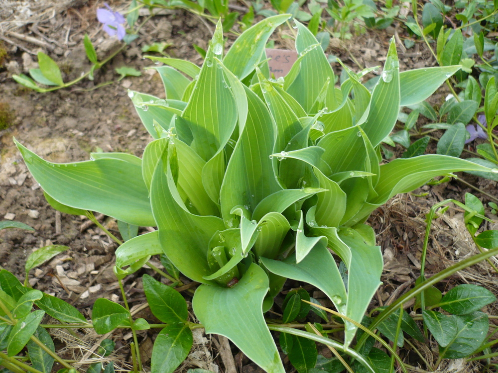 Хоста Динз Дрим (Hosta 'Deans Dream')