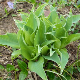 Хоста Динз Дрим (Hosta 'Deans Dream')