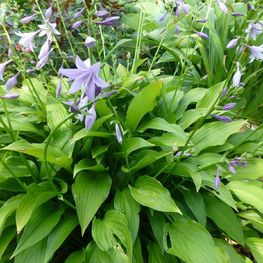 Хоста ланцетолистная (Hosta lancifolia)