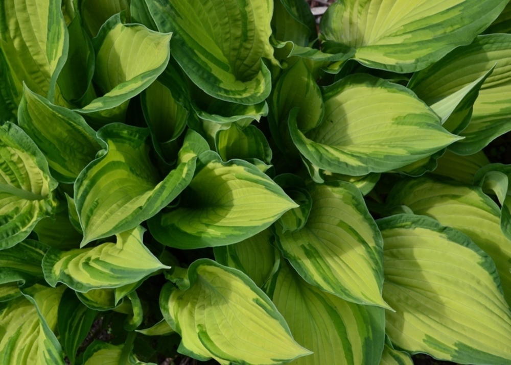 Хоста Албопикта (Hosta fortunei 'Albopicta')