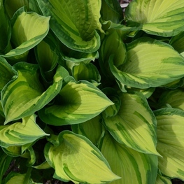Хоста Албопикта (Hosta fortunei 'Albopicta')