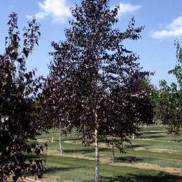 Береза плакучая Роял Фрост (Betula 'Royal Frost')