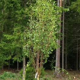 Береза повислая Обелиск (Betula pendula 'Obelisk')