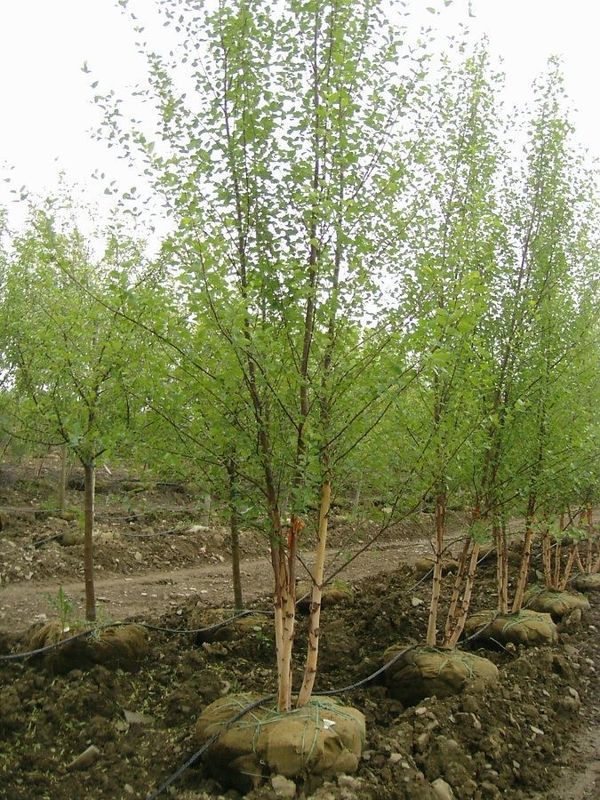 Береза черная Селект (Betula nigra 'Select')