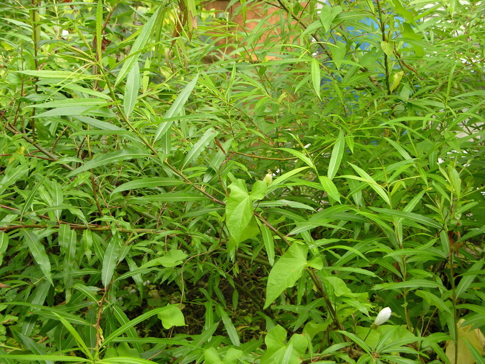 Ива сахалинская Секка (Salix udensis 'Sekka')