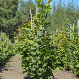 Липа крупнолистная Ратхаус (Tilia platyphyllos 'Rathaus')