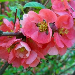 Айва японская Пинк Леди (Chaenomeles japonica 'Pink Lady')