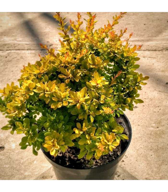 Барбарис Тунберга Сенсейшн (Berberis thunbergii 'Sensation')