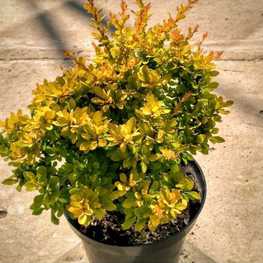 Барбарис Тунберга Сенсейшн (Berberis thunbergii 'Sensation')