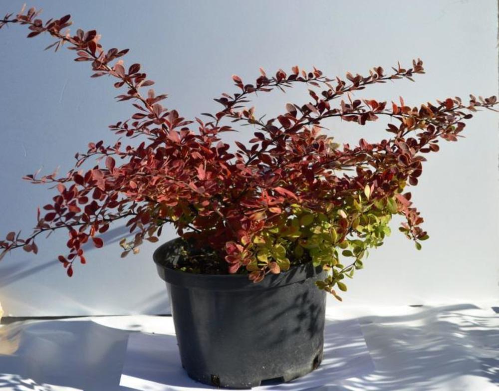 Барбарис Тунберга Ред Карпет (Berberis thunbergii 'Red Carpet')