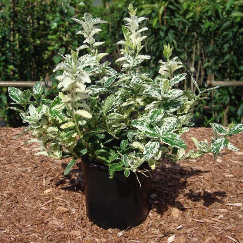 Бересклет Форчуна Арлекин (Euonymus fortunei 'Harlequin')