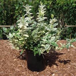 Бересклет Форчуна Арлекин (Euonymus fortunei 'Harlequin')