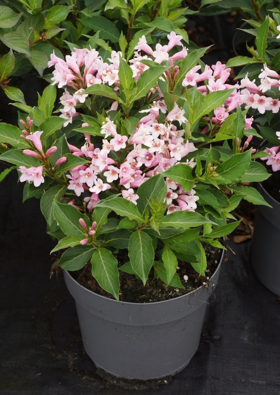 Вейгела цветущая Пинк Поппет (Weigela florida 'Pink Poppet')