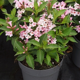 Вейгела цветущая Пинк Поппет (Weigela florida 'Pink Poppet')