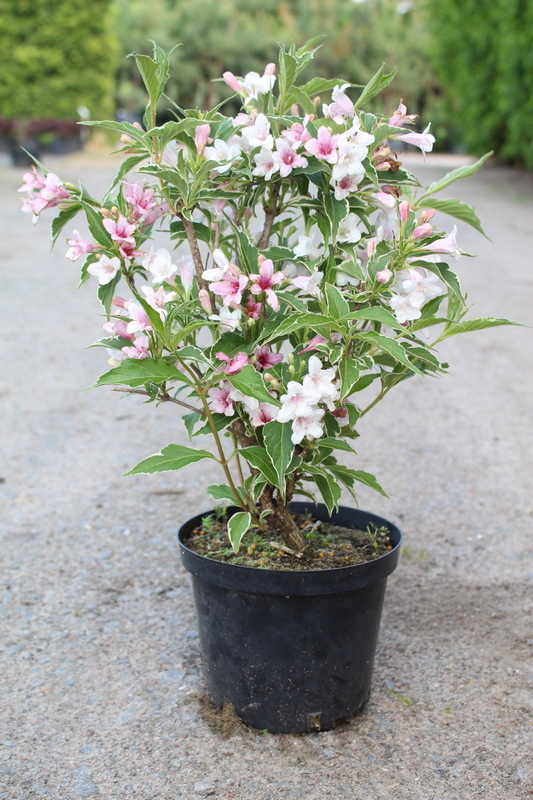 Вейгела цветущая Сюзанна (Weigela florida 'Suzanne')