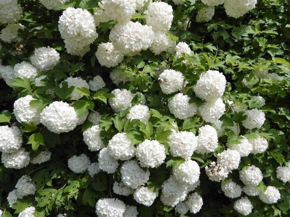 Гортензия древовидная Стронг Аннабель (Hydrangea arborescens 'Strong Annabelle')