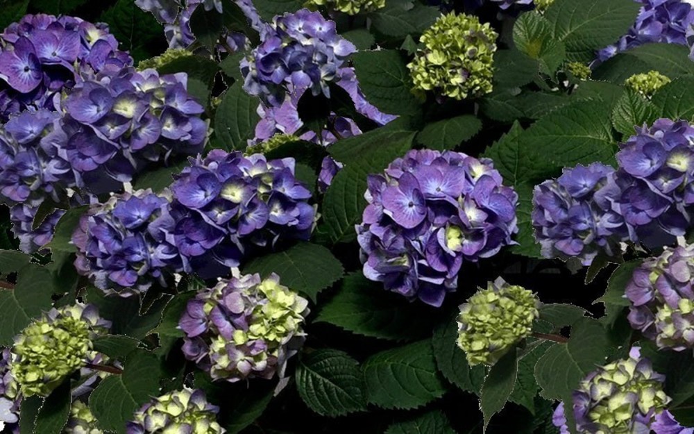 Гортензия крупнолистная Блумстар (Hydrangea macrophylla 'Bloomstar')