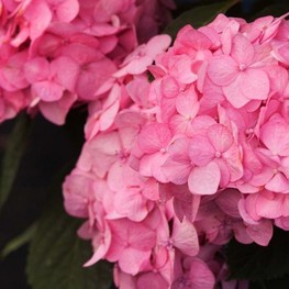 Гортензия крупнолистная Блумстар (Hydrangea macrophylla 'Bloomstar')