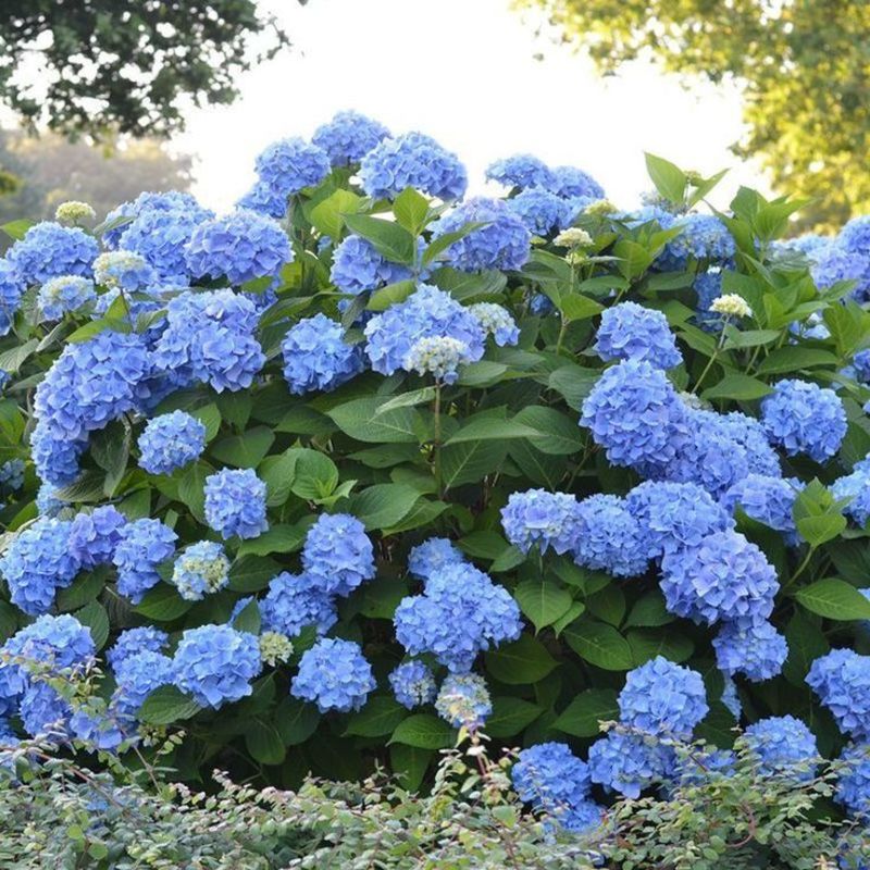 Гортензия крупнолистная Эндлесс Саммер Ориджинал (Hydrangea macrophylla 'Endless Summer Original')