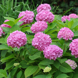 Гортензия крупнолистная Эндлесс Саммер Ориджинал (Hydrangea macrophylla 'Endless Summer Original')