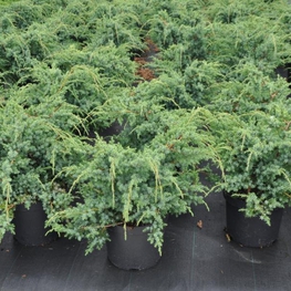 Можжевельник китайский Блю Альпс (Juniperus chinensis 'Blue Alps')