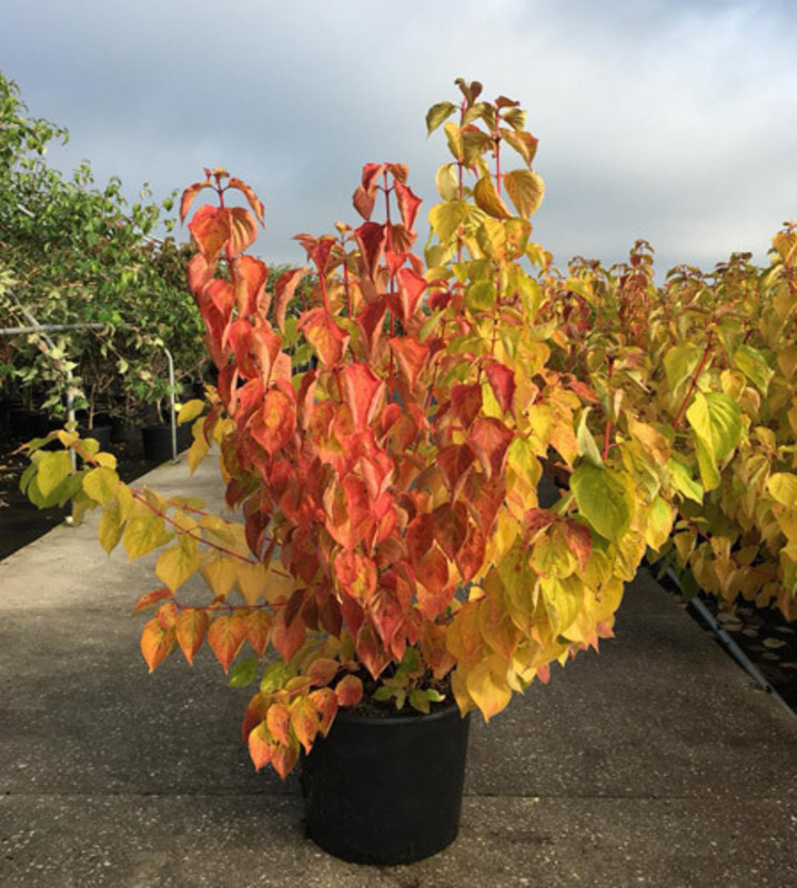 Дерен кроваво-красный Мэджик Флейм (Cornus sanguinea 'Magic Flame')