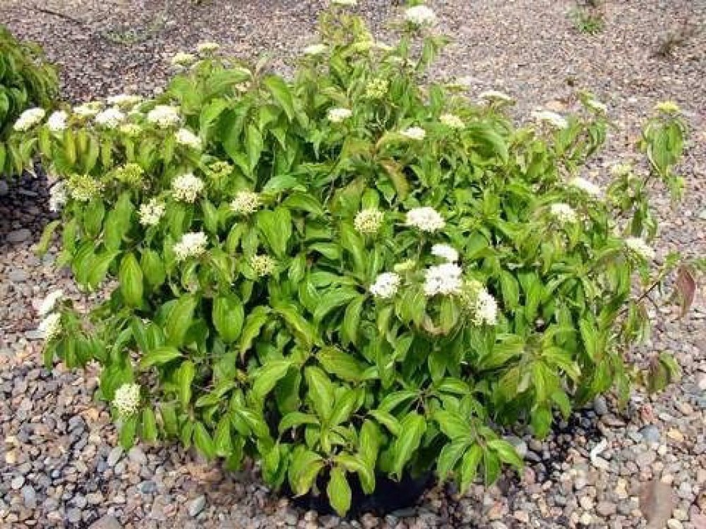 Дерен отпрысковый Келси (Cornus sericea 'Kelseyi')