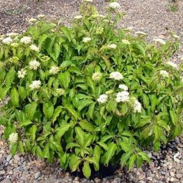 Дерен отпрысковый Келси (Cornus sericea 'Kelseyi')