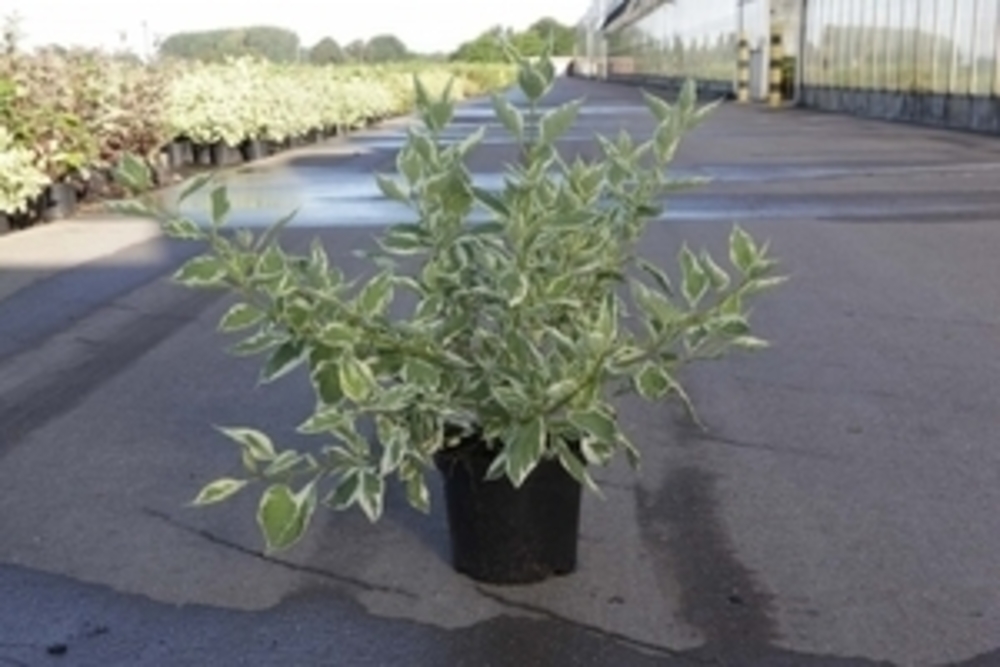 Дерен отпрысковый Уайт Голд (Cornus sericea 'White Gold')