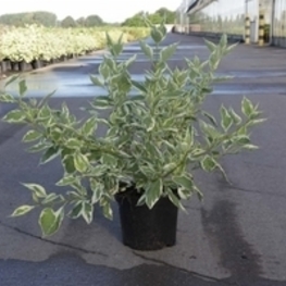 Дерен отпрысковый Уайт Голд (Cornus sericea 'White Gold')