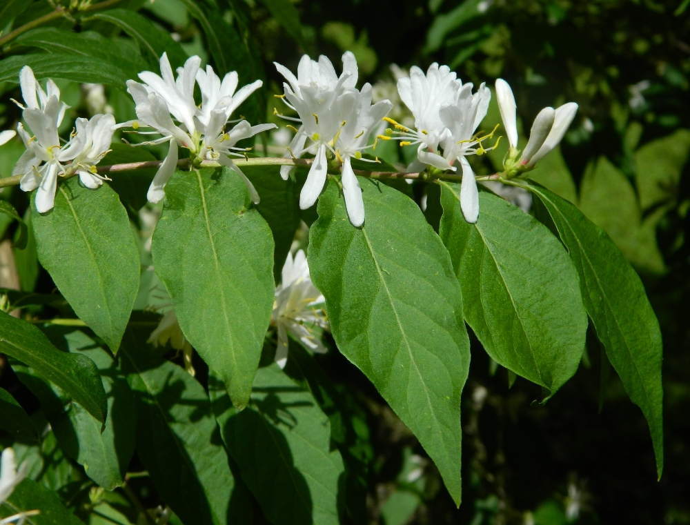 Жимолость Маака (Lonicera maackii)