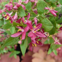 Жимолость татарская (Lonicera tatarica)