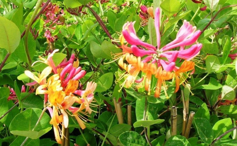 Жимолость Хекрота Голд Флейм (Lonicera × heckrottii 'Gold Flame')