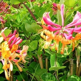 Жимолость Хекрота Голд Флейм (Lonicera × heckrottii 'Gold Flame')